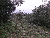 sco dello Scacchiere-20110120 085